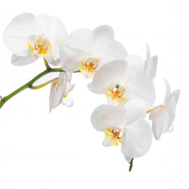 ЦВЕТЫ 44 (орхидеи)